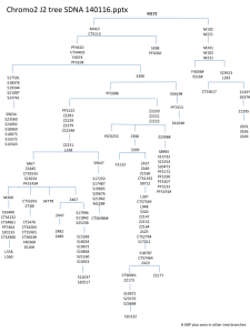Chromo2 J2 tree SDNA 140116