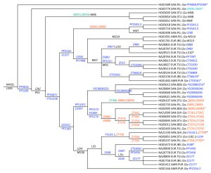 1kG.treeG.J2a.node.dependent.cladogram_rev3
